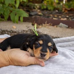 Peter - Black and tan male Dachshund puppy in Ramona, Oklahoma from Schmitt Dachshunds