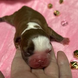 Maple - Red female Boston Terrier puppy in Peru, Indiana from Angie's Little Bostons And Frenchies