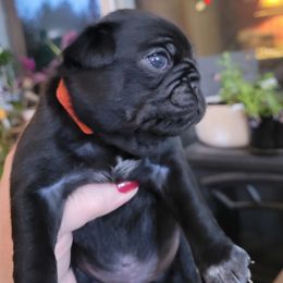 Red collar - Black male Pug puppy in Brush Prairie, Washington from Paradise Peaks