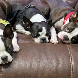 Boston Terrier Puppies from I Love Pups