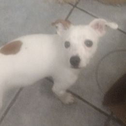 Companion Crosses and Russell Terriers from Jason's Pups