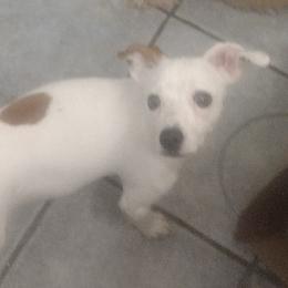 Companion Crosses and Russell Terriers from Jason's Pups