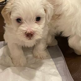 Havanese Puppies from Karen Pierce's Havanese