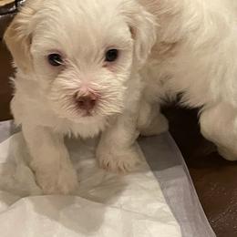 Havanese Puppies from Karen Pierce's Havanese
