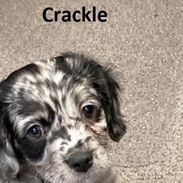 Cavapoo Puppies from Jessie's Puppies