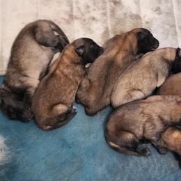 Logan - Fawn and black male Belgian Tervuren puppy in Pierceton, Tennessee from Gallery's Belgian Tervurens