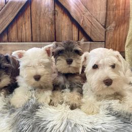 Miniature Schnauzer Puppies from Nana Rees Pups