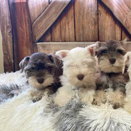 Miniature Schnauzer Puppies from Nana Rees Pups