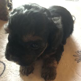 Girl 3 - Black and tan brindle female Havapoo puppy in Centerville, Idaho from HopplevalleyPTA...(Puppies To Adore)