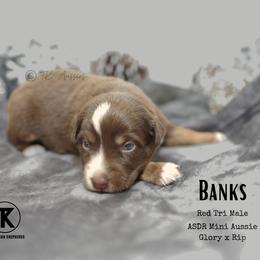 Banks RTM - Red tri male Miniature Australian Shepherd puppy in Nacogdoches, Texas from TK Standard, Mini, & Toy Aussies