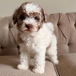 Mulan - Chocolate and white female Havapoo puppy in Dothan, Alabama from Snickerdoodles