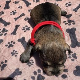 AKC VP Red - Salt and pepper female Miniature Schnauzer puppy in Benson, North Carolina from A Bundle of Love