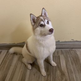 Artemis  - Siberian Husky