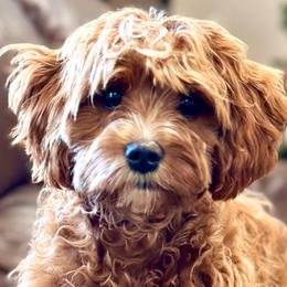 Holly - Cavapoo