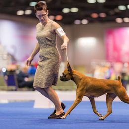 Boxer All Grown Up from Chilham Boxers