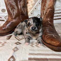 Breezie - Blue merle female Australian Shepherd puppy in Rose Hill, North Carolina from Motega Australian Shepherds