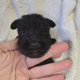 Black Girl 1 Josie - Black female Miniature Schnauzer puppy in Spring Hill, Florida from Suncoast Miniature Schnauzers