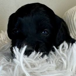 Girl 1 - Black and white female Bernedoodle puppy in Russiaville, Indiana from Pleasant Creek Minibernedoodles