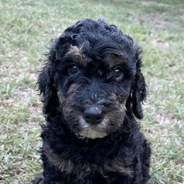 Goldendoodles from Cooper’s Doodles