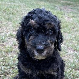 Goldendoodles from Cooper’s Doodles