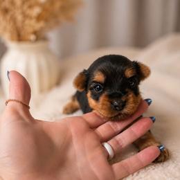 Marshall - Black and tan male Yorkshire Terrier puppy in Broxton, Georgia from More Than Family