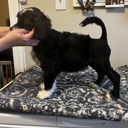 Akita and Portuguese Water Dog Puppies from Cades Akitas