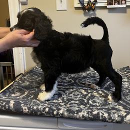 Akita and Portuguese Water Dog Puppies from Cades Akitas