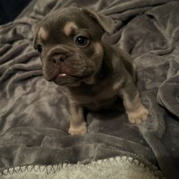 "GIO" French Bulldog Puppies from Only Frenchies