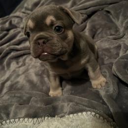 "GIO" French Bulldog Puppies from Only Frenchies