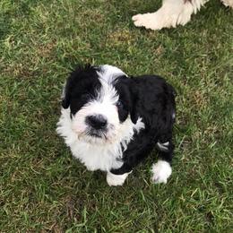 Portuguese Water Dog Puppies from Meridian PWDs