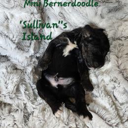 Sullivan - Phantom male Goldendoodle puppy in St. George, South Carolina from Southern Hunters Mini Doodles