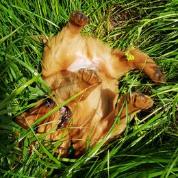 Golden Retriever and Labrador Retriever Puppies from Sutter Bay Retrievers