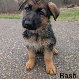German Shepherd Puppies from League of Shepherds