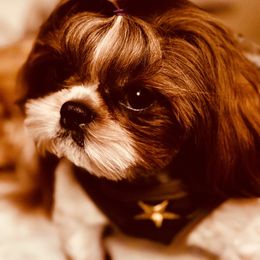 Penny - Shih Tzu