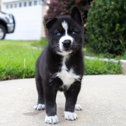 Abyss - Agouti and white female Siberian Husky puppy in Greenville, North Carolina from Ivie Huskies