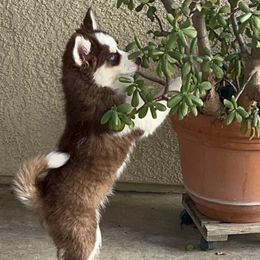 Koda - Chocolate male Pomsky puppy in Sacramento, California from 916 Pomskies