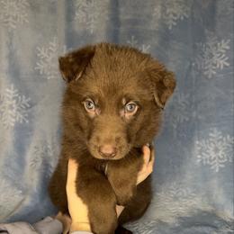 Blue color - Liver male German Shepherd puppy in Marion, Ohio from Legacy K9’s
