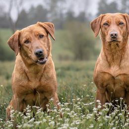 Labrador Retrievers from Horizon Retrievers