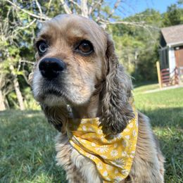 Maggie - Cocker Spaniel