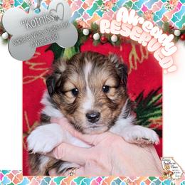 Girl 3 - Katniss - Sable and white female Shetland Sheepdog puppy in Elberton, Georgia from Ioney's Southern Paws Shelties, Frenchies, and Yorkies