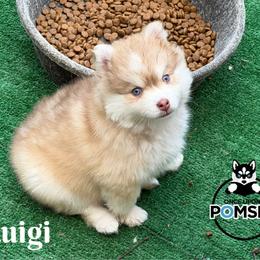Luigi - Red and white male Pomsky puppy in Eastman, Georgia from Once Upon A Pomsky