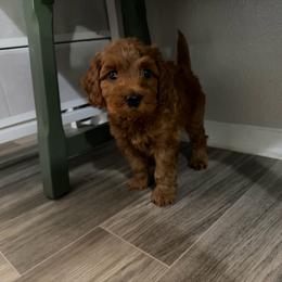Nemo - Red male Cavapoo puppy in Fort Worth, Texas from Aloha Paradise Poodles LLC