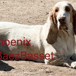 Phoenix - Basset Hound