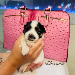 Blossom - Black & tan tri-color female Morkie puppy in Deltona, Florida from Pink Purse Designer Breeds