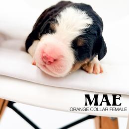 MAE - Tri-color female Bernedoodle puppy in Tipton, Indiana from Country Creek Doodles