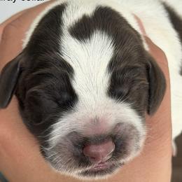 Boy 6 - male German Wirehaired Pointer puppy in Muncie, Indiana from Altitude Kennel