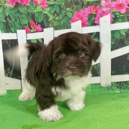 ABBY, GCH parents - Chocolate female Havanese puppy in Summerfield, Florida from Honor Havanese