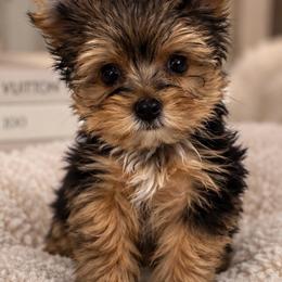 Tiny Buttercup - Chocolate, tan and white female Yorkshire Terrier puppy in Phoenix, Arizona from Luxury Pups AZ
