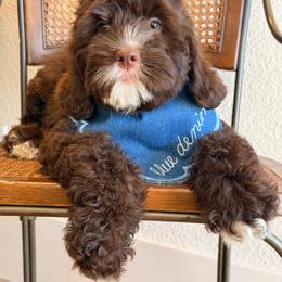 LIBERTY (SERVICE DOG POTENTIAL) - Chocolate female Australian Labradoodle puppy in Valley Springs, California from Blue Denim Doodles