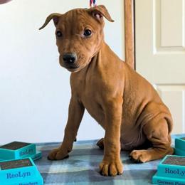 Boy Red- Black collar- Cropped - Red male German Pinscher puppy in Chatham, Virginia from WMHK9/Roolyn German Pinschers
